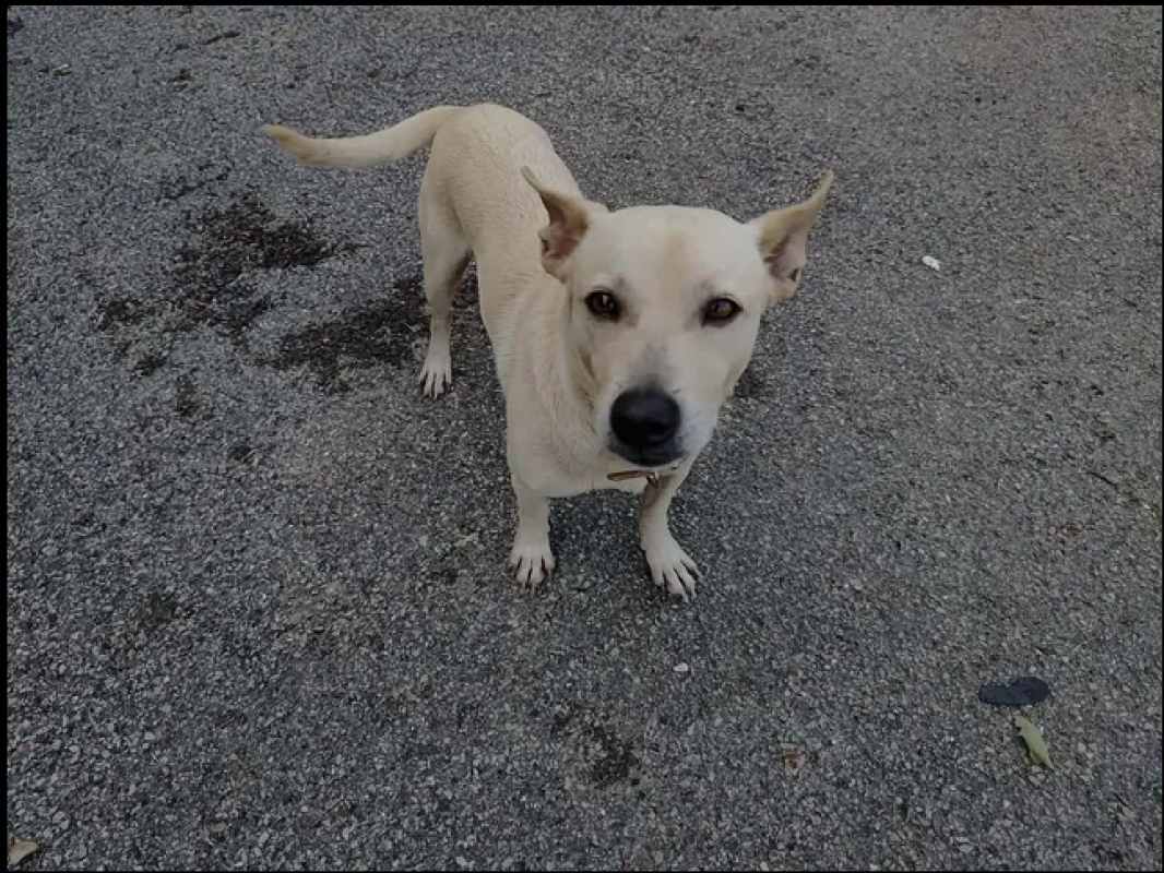 Photo #1 de Lucky