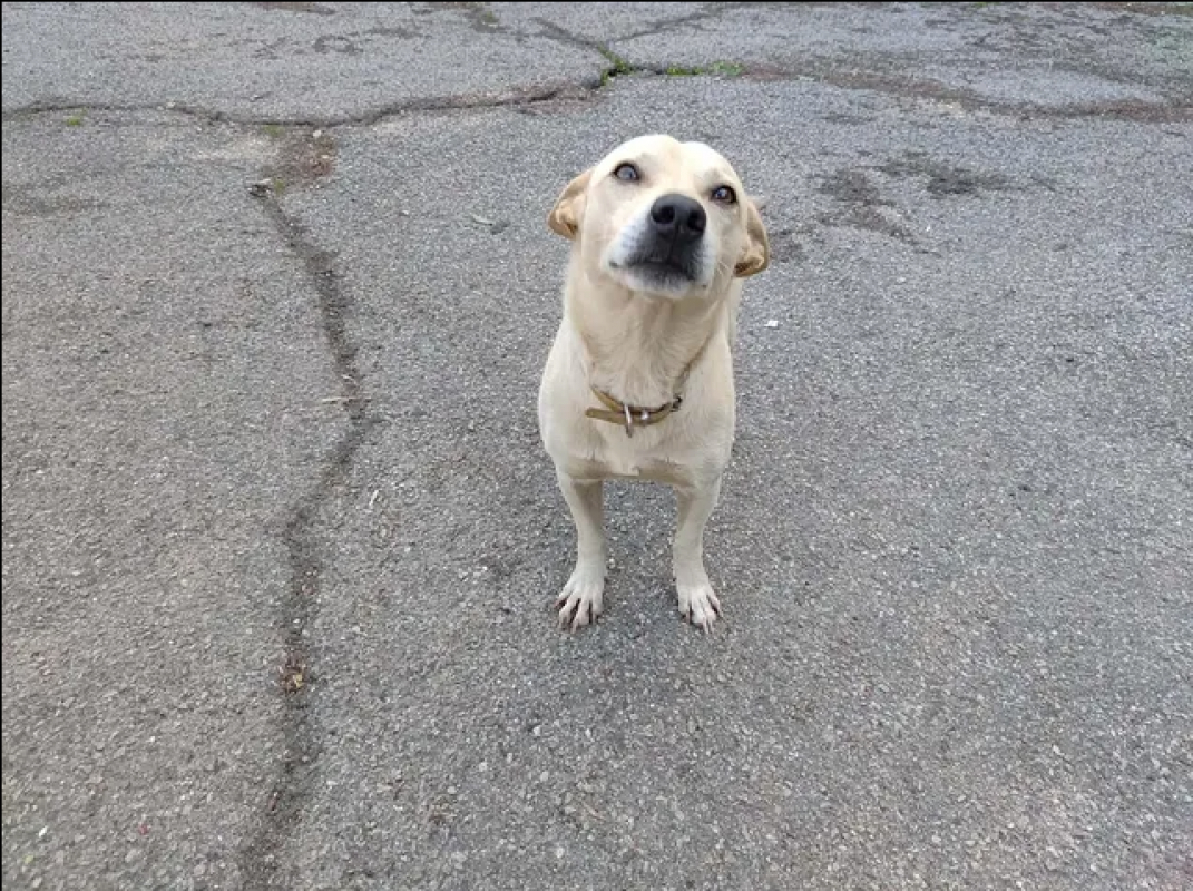 Photo #3 de Lucky