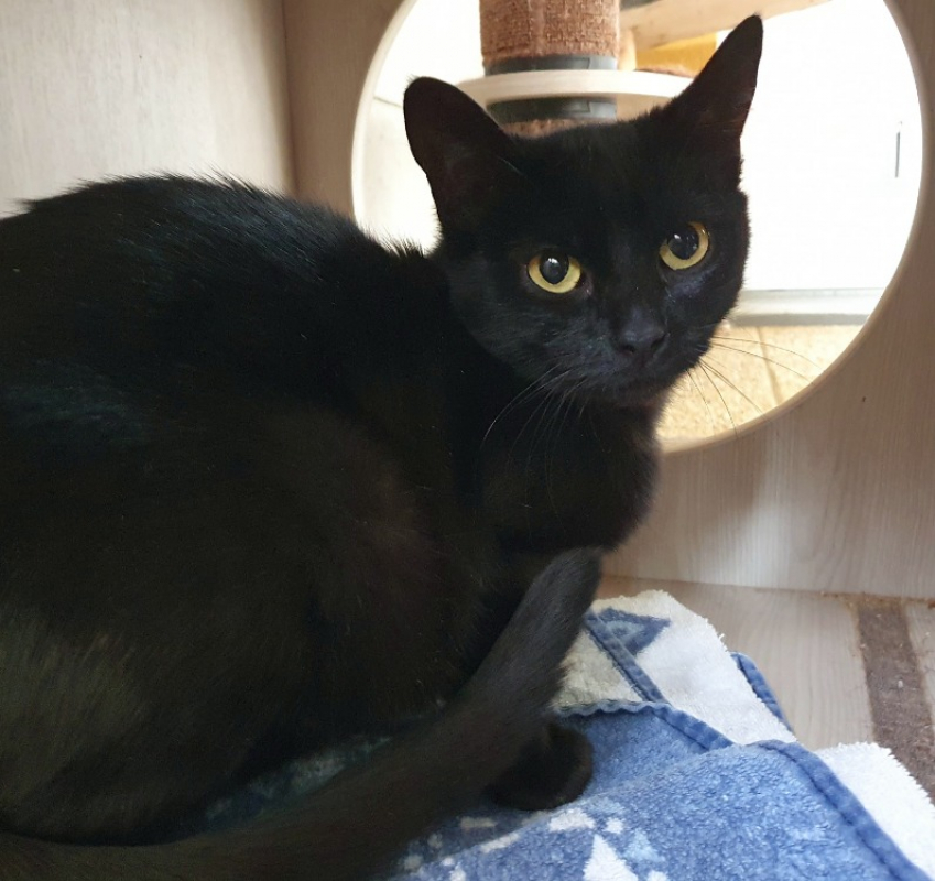 Photo de Scarlett cha