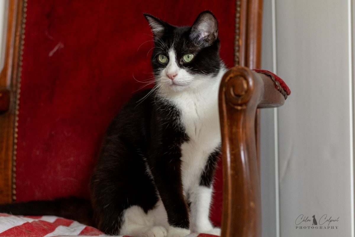 Asbjorn - Chat Européen à adopter - photo 3