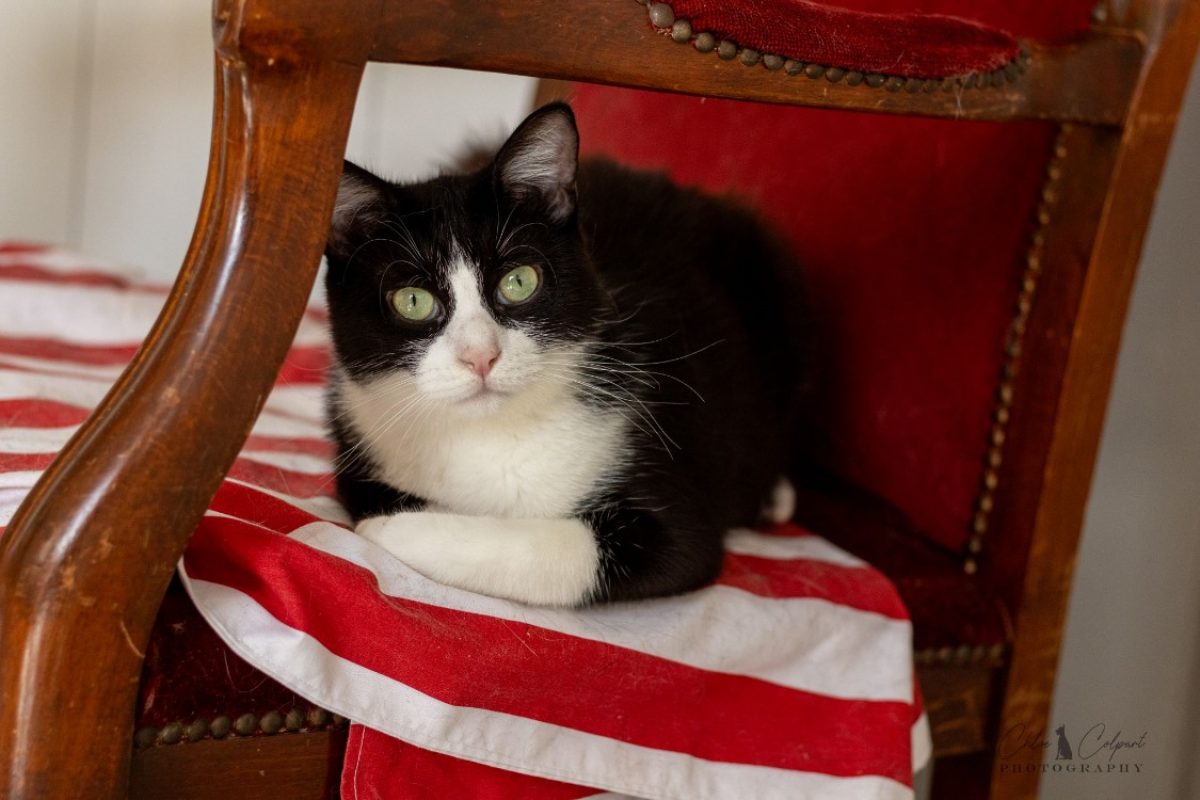 Asbjorn - Chat Européen à adopter - photo 4