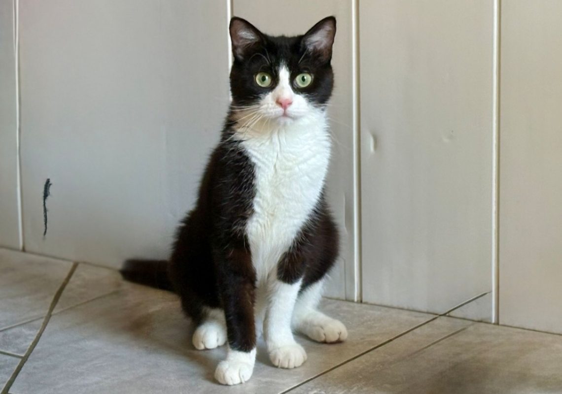 Asbjorn - Chat Européen à adopter - photo 5
