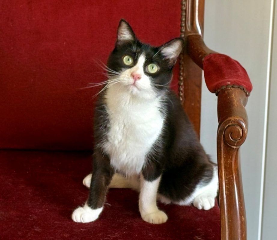 Asbjorn - Chat Européen à adopter - photo 6
