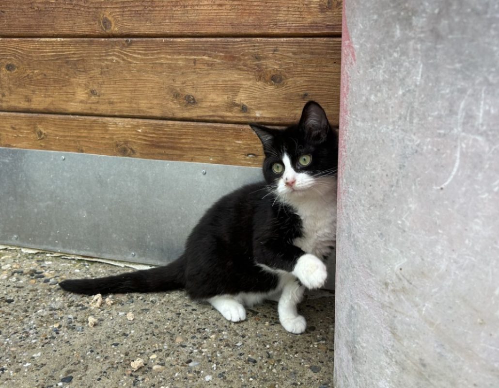 Asbjorn - Chat Européen à adopter - photo 7