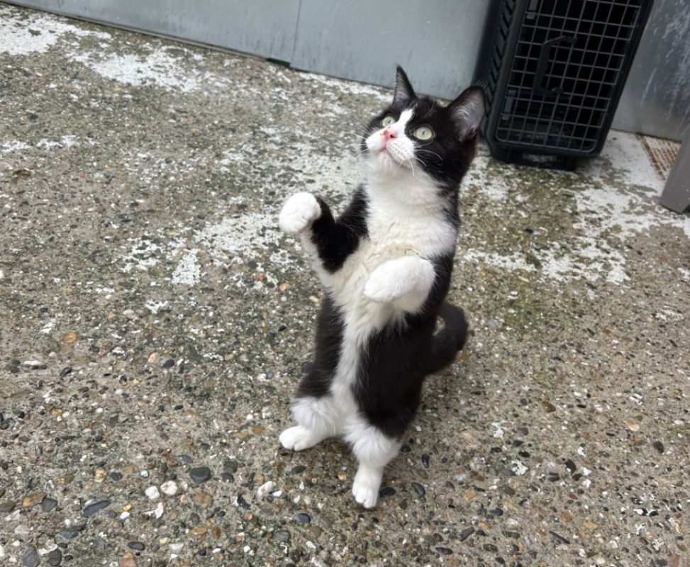 Asbjorn - Chat Européen à adopter - photo 8