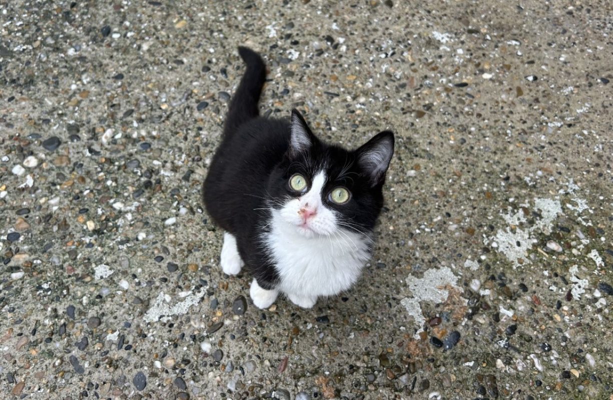 Asbjorn - Chat Européen à adopter - photo 9