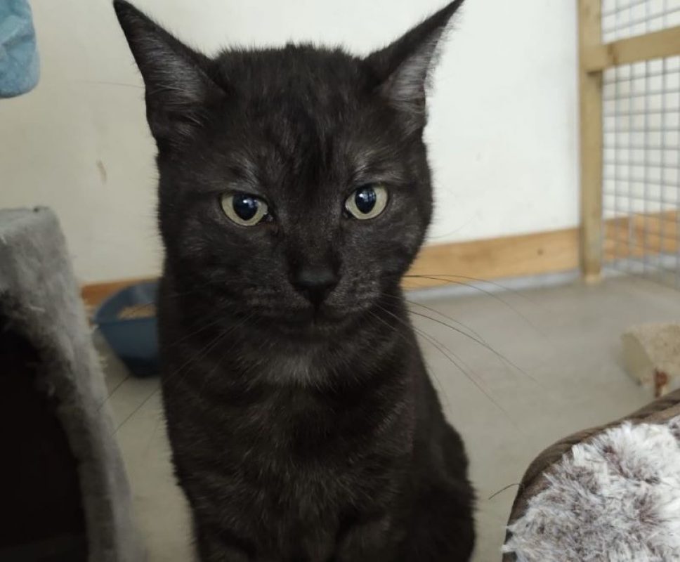 Talia - Chat Européen à adopter - photo 2