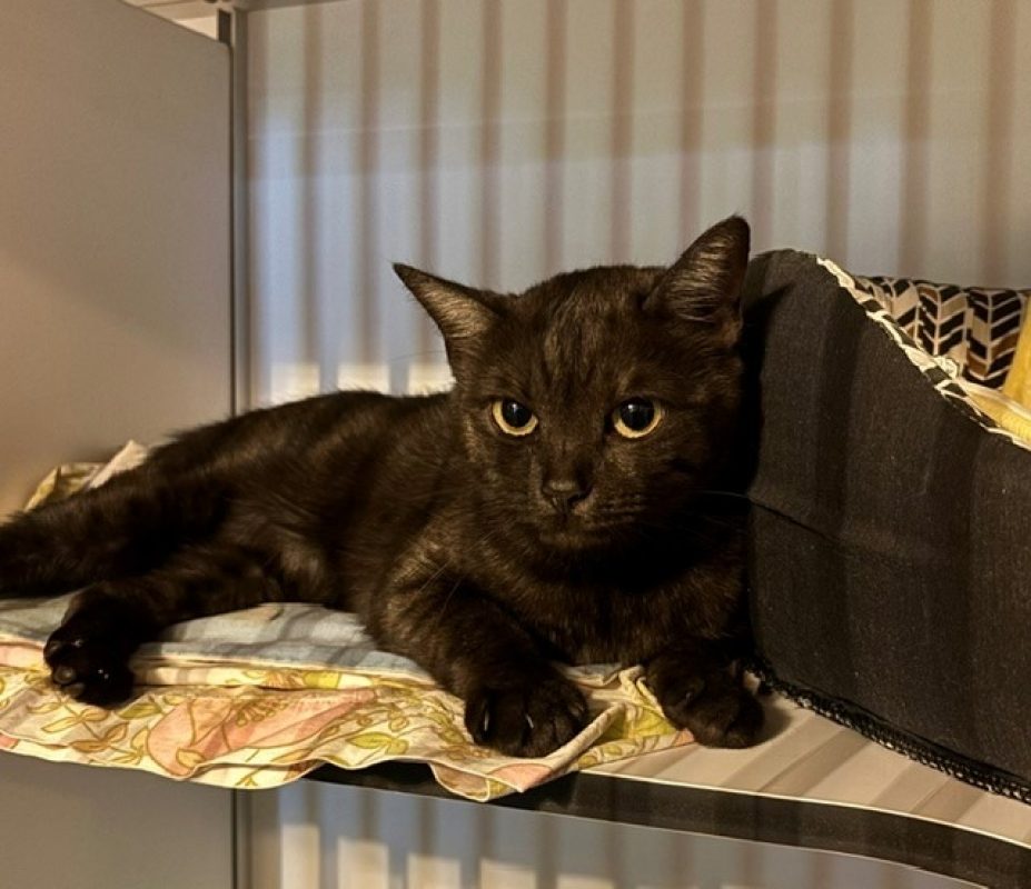 Talia - Chat Européen à adopter - photo 3