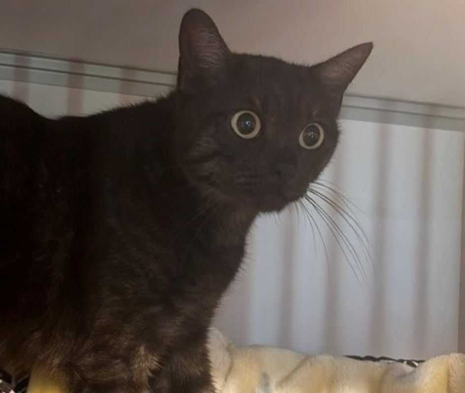 Talia - Chat Européen à adopter - photo 4