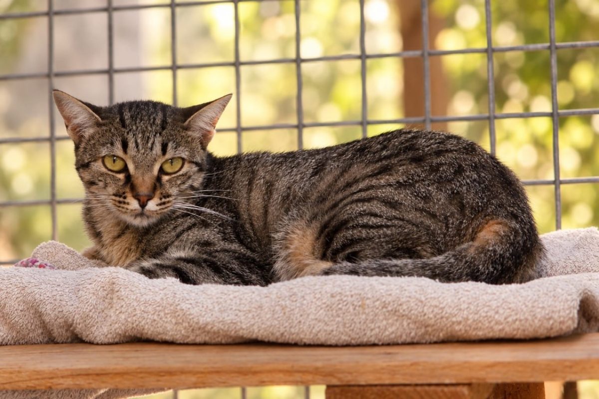 Ulia - Chat Européen à adopter