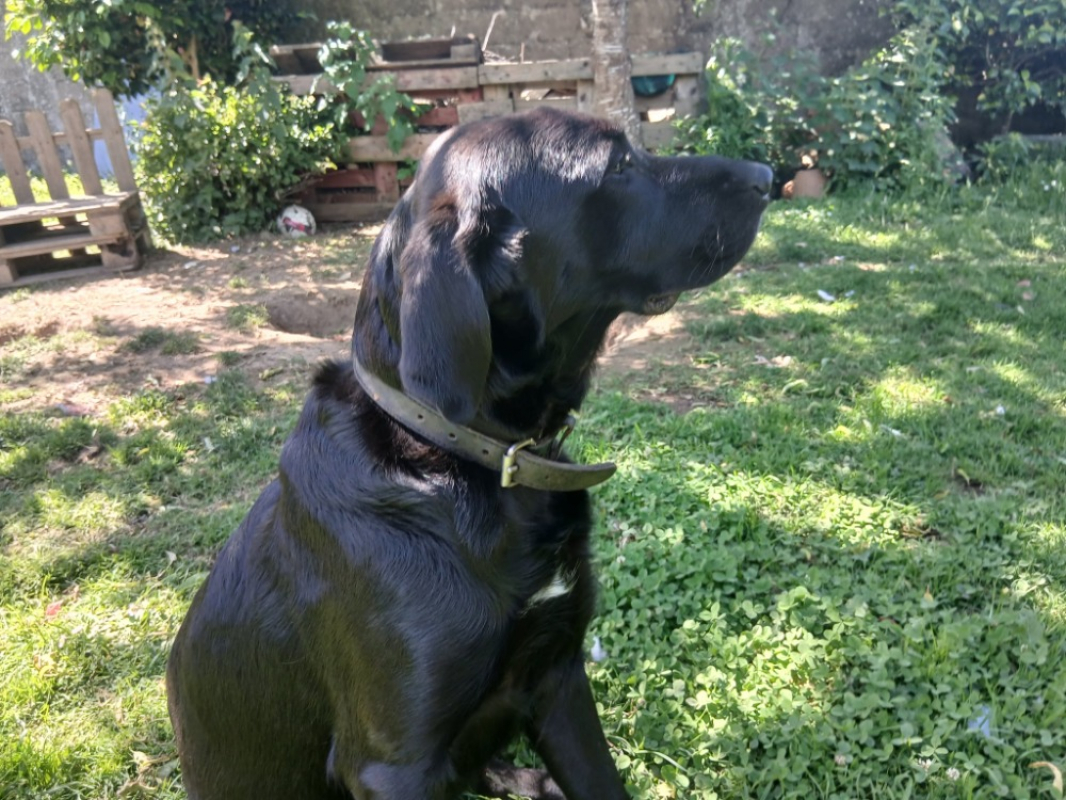 Photo #4 de Silene
