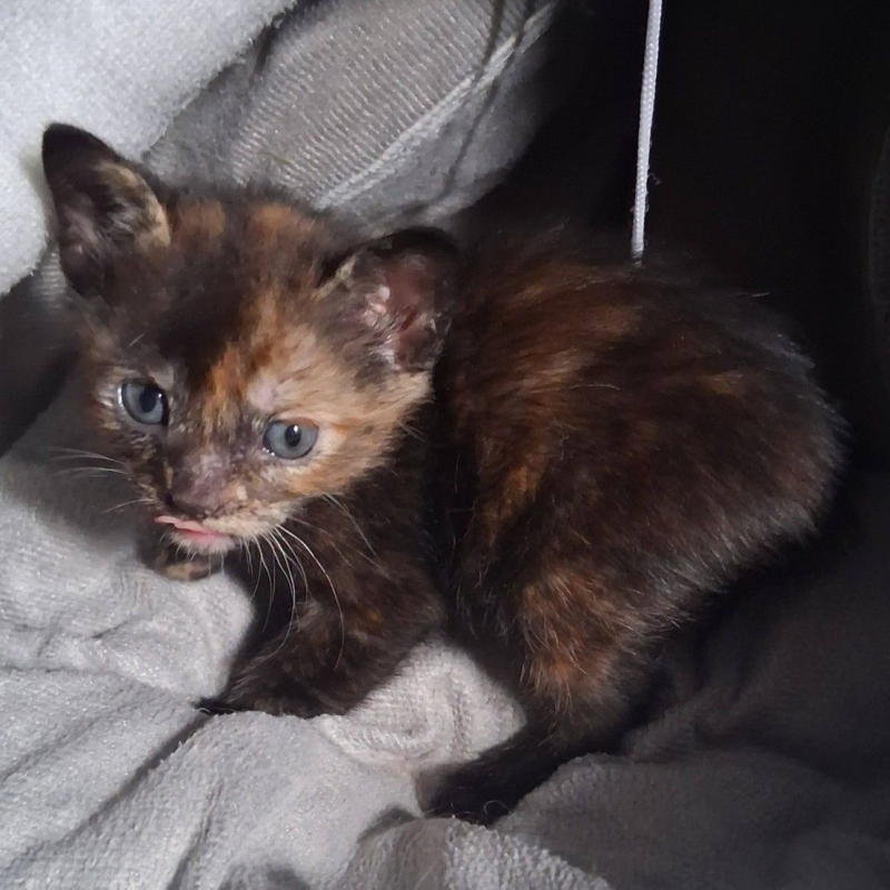 Photo #2 de Noisette