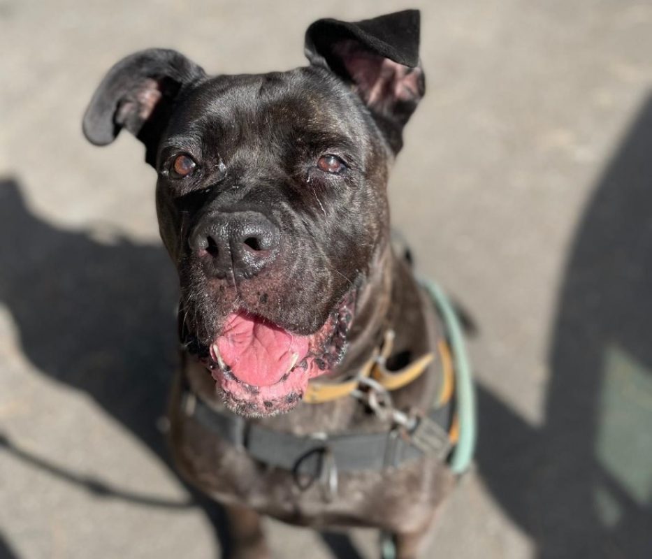 Myndi - Chien Cane Corso à adopter