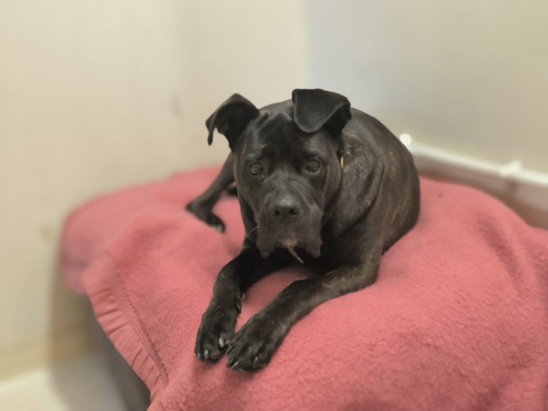 Myndi - Chien Cane Corso à adopter - photo 2