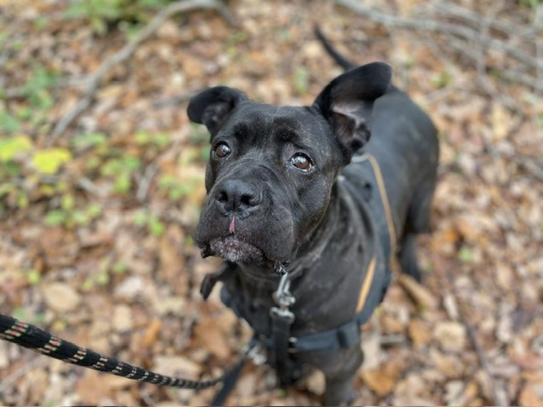 Myndi - Chien Cane Corso à adopter - photo 3