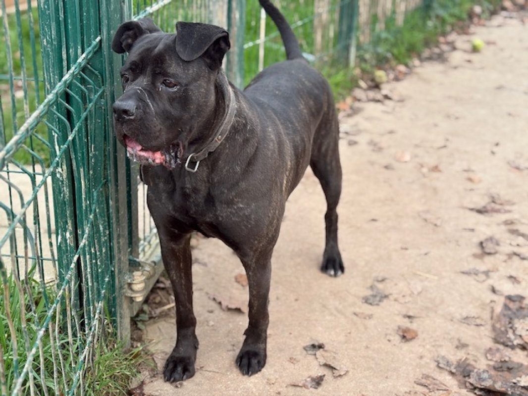 Myndi - Chien Cane Corso à adopter - photo 4