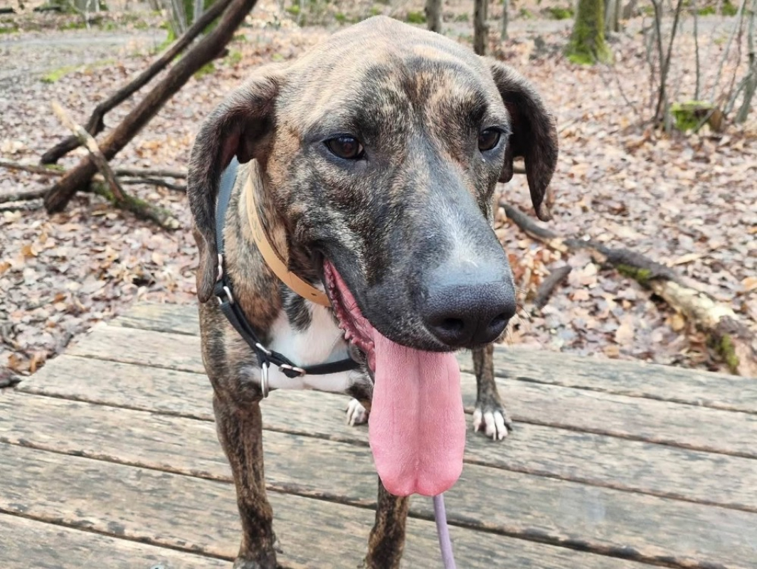 BanzaÏ - Chien à adopter