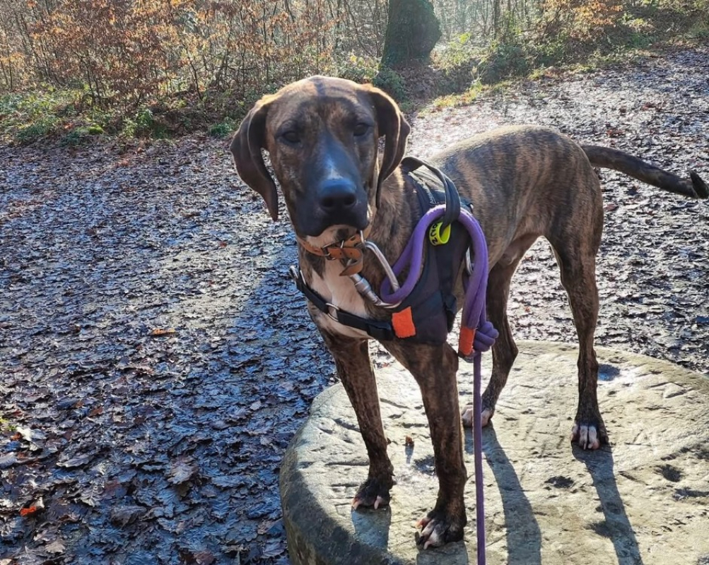 BanzaÏ - Chien à adopter - photo 2