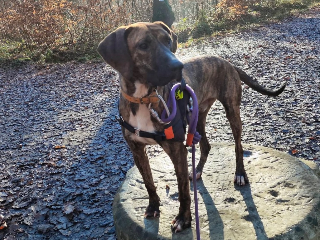 BanzaÏ - Chien à adopter - photo 3