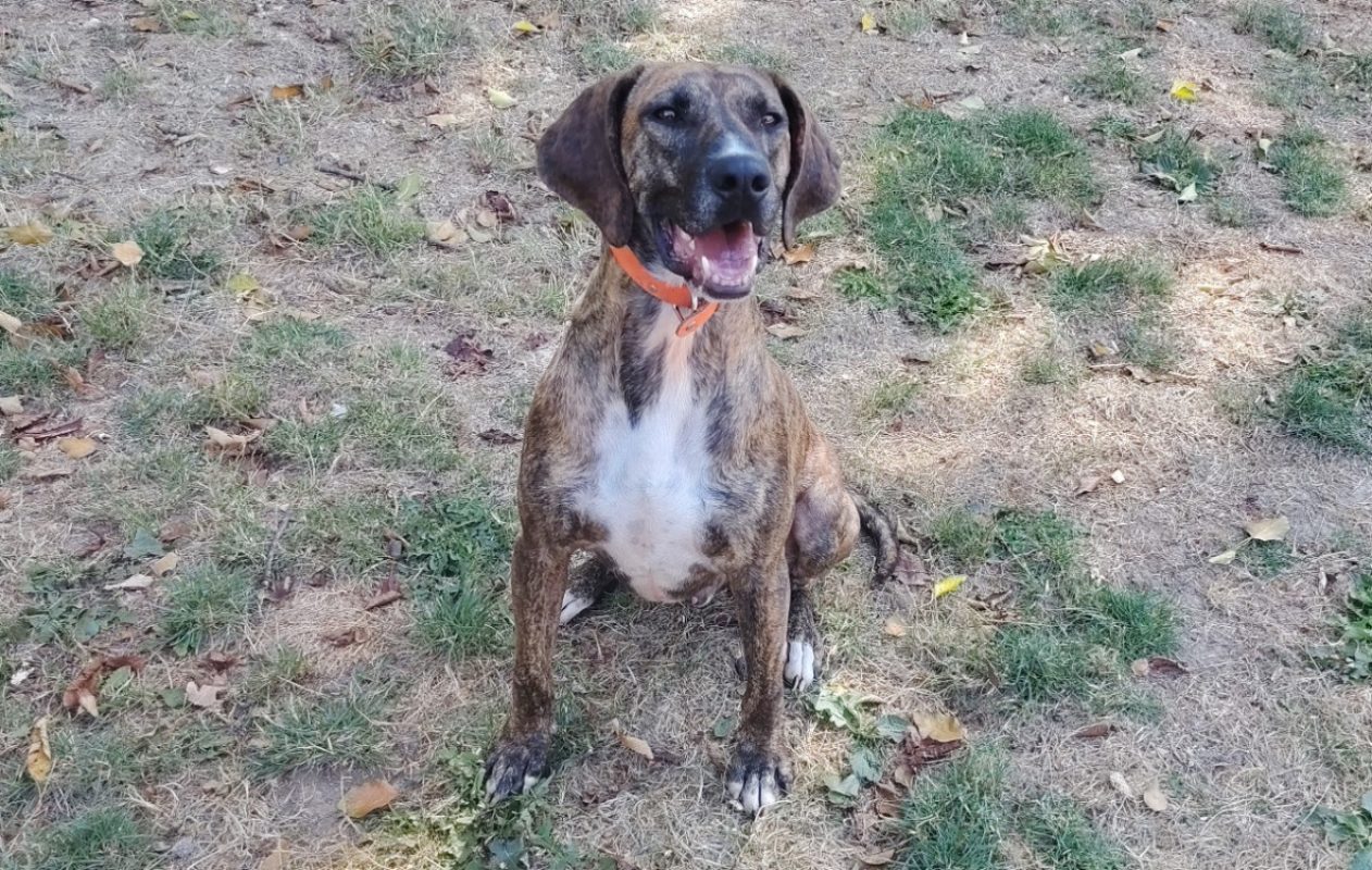 BanzaÏ - Chien à adopter