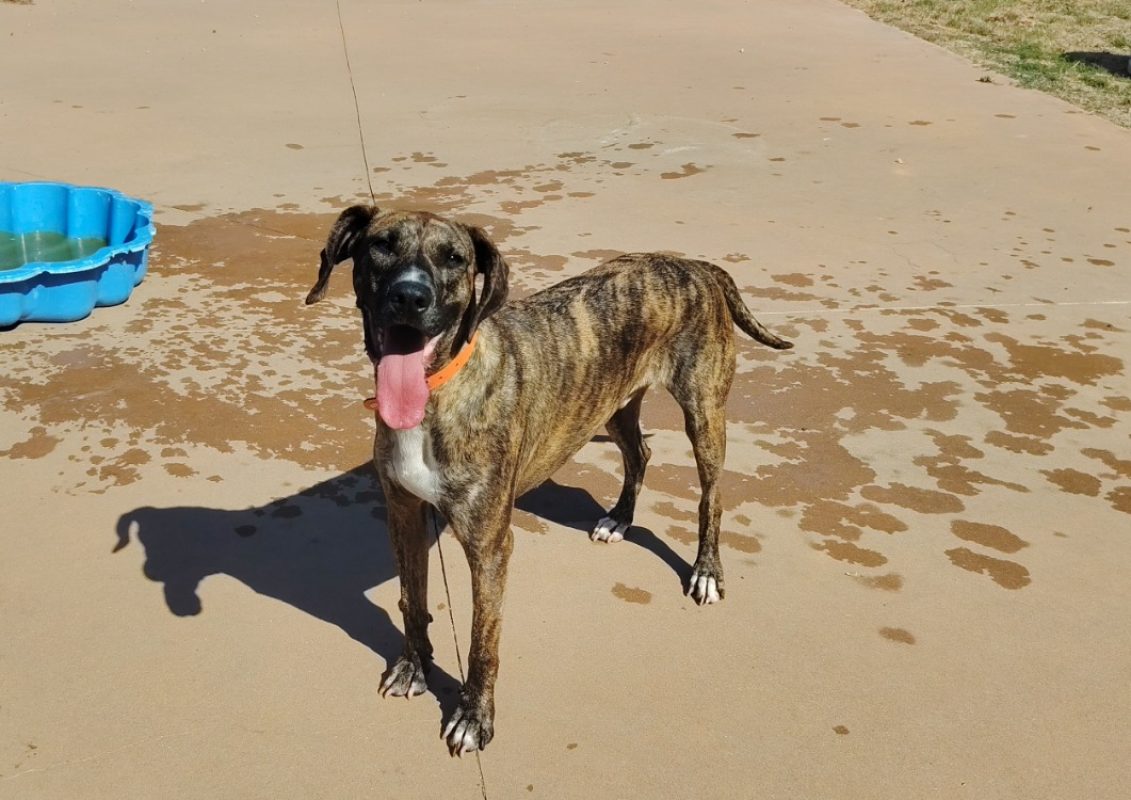 BanzaÏ - Chien à adopter - photo 2