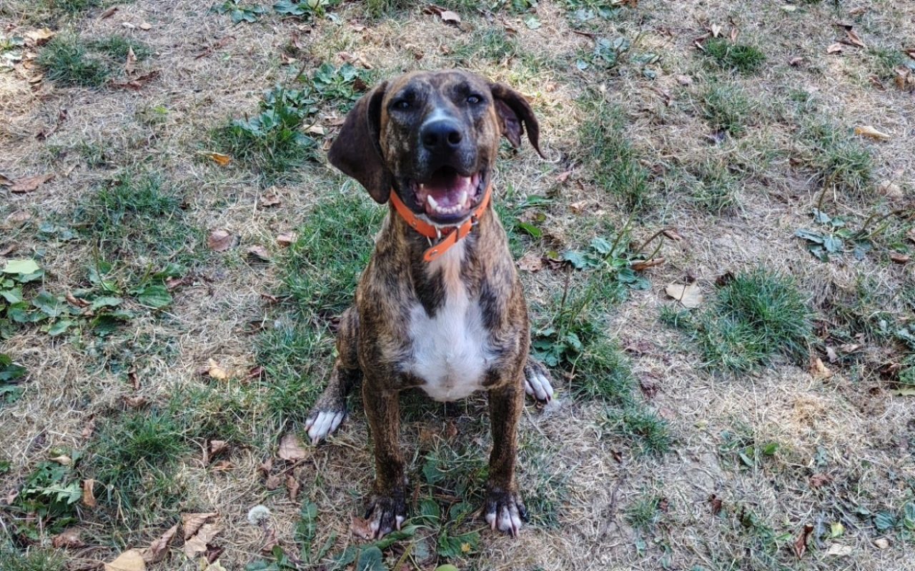 BanzaÏ - Chien à adopter - photo 3