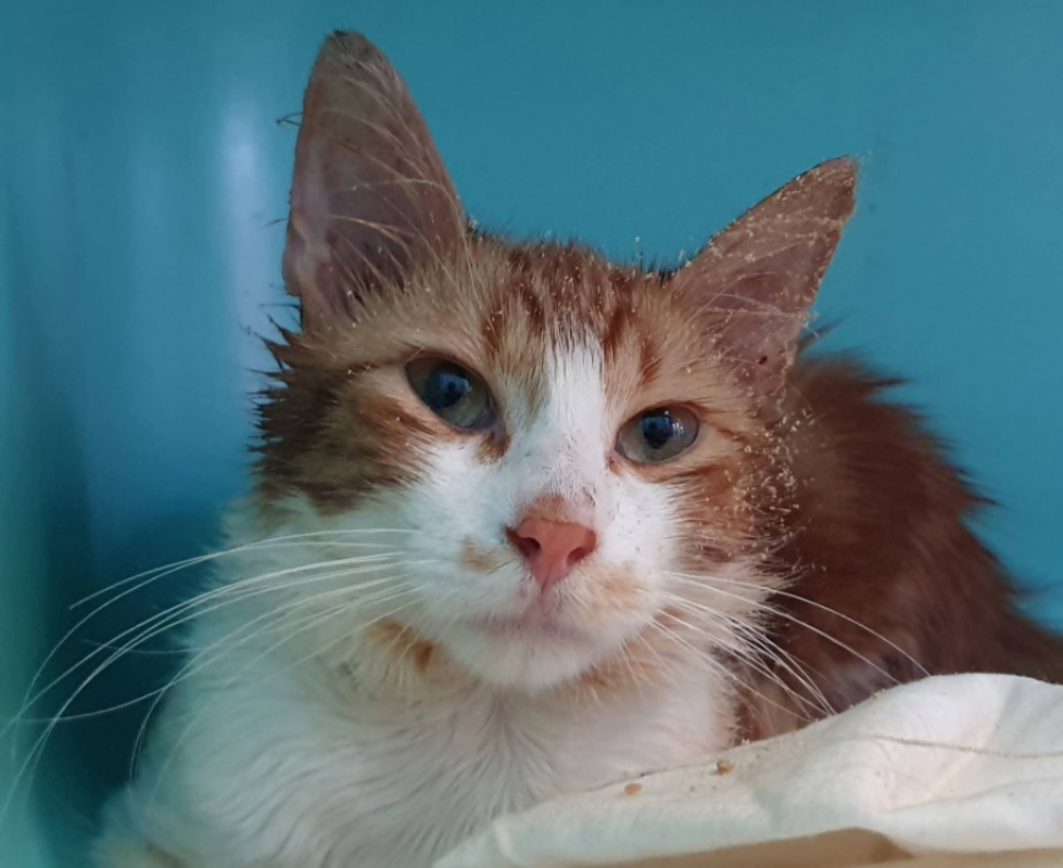 Photo de Bowie