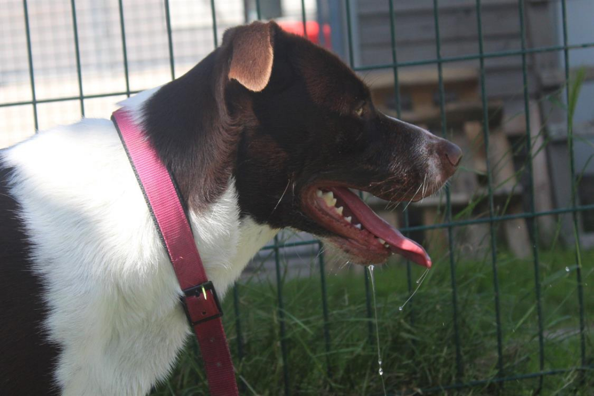 Photo #3 de Simba