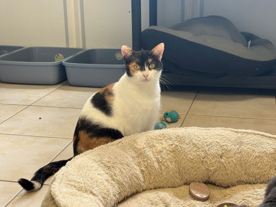 Paillette - Chat Européen à adopter