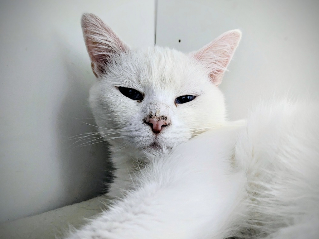 Photo #1 de Boomerang