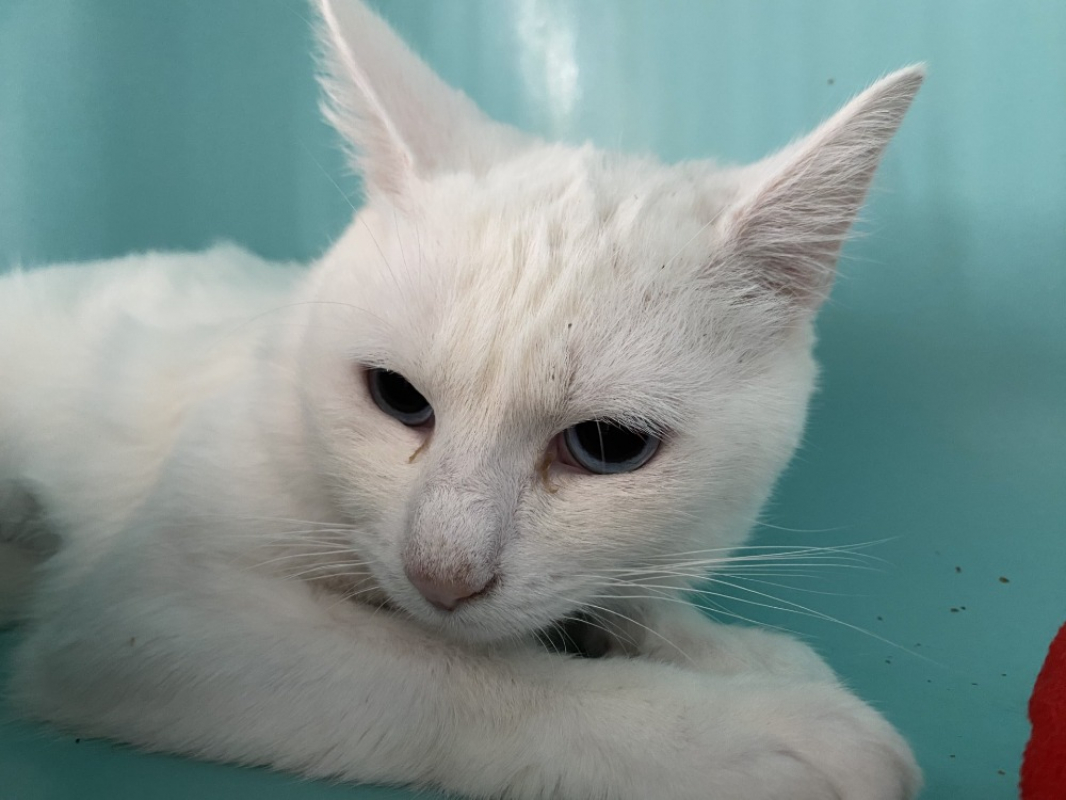 Photo #2 de Boomerang