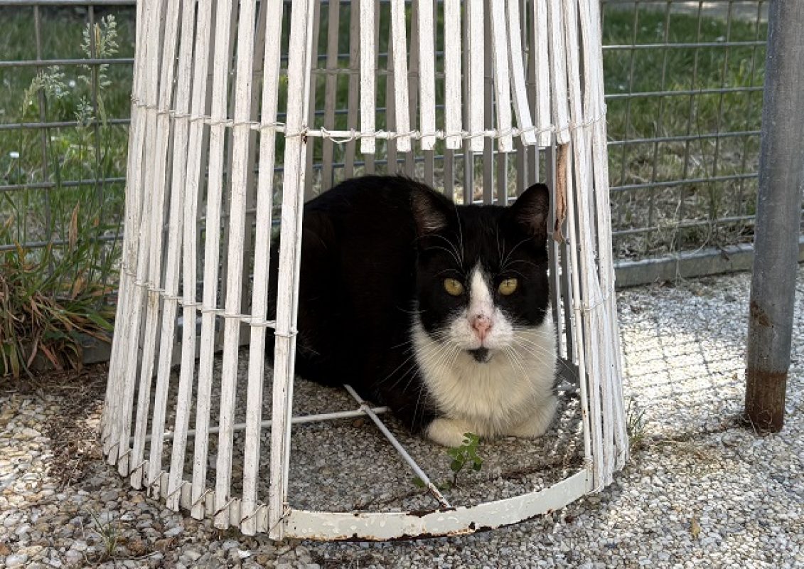 Felix - Chat Européen à adopter