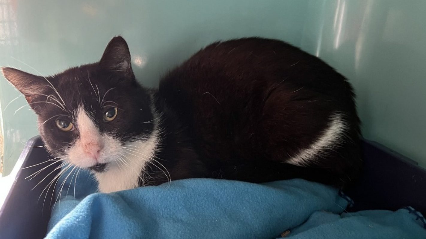 Felix - Chat Européen à adopter - photo 2