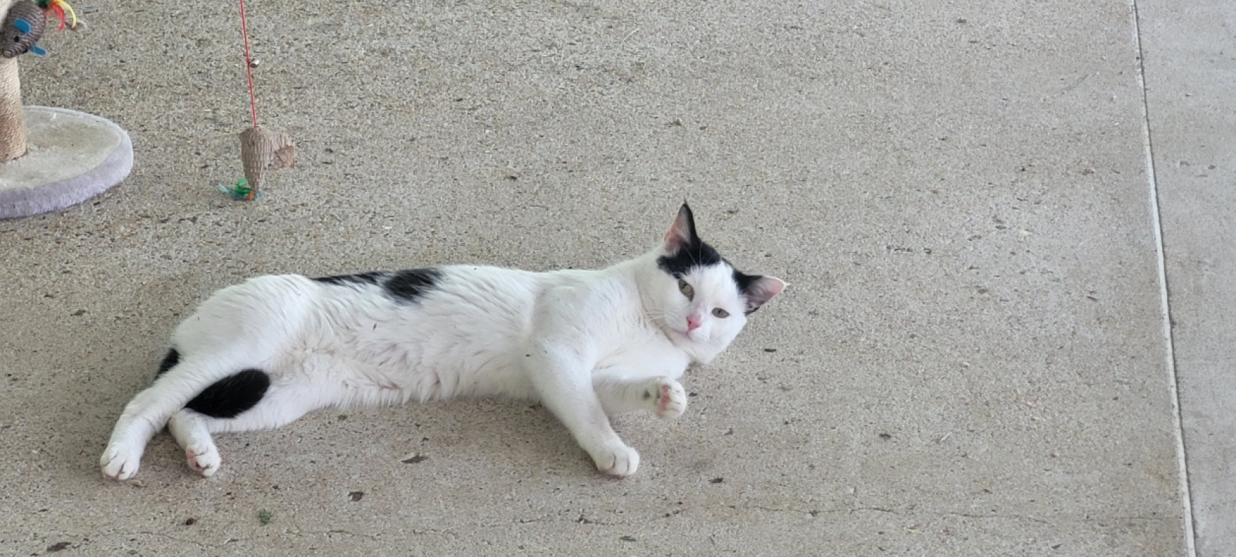 Photo #2 de Biscuit