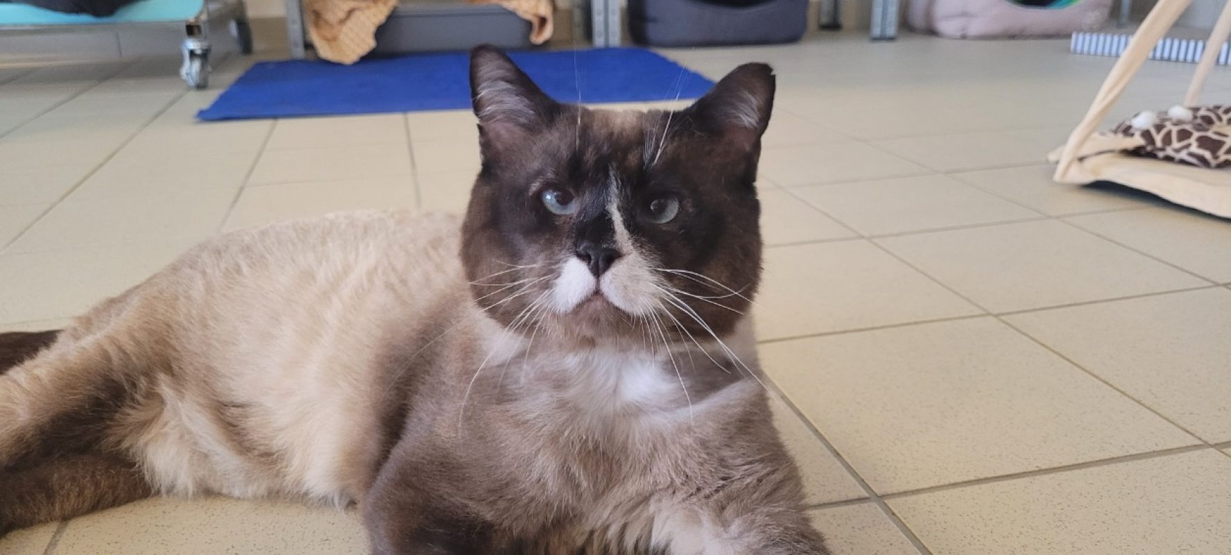 Rufio - Chat Siamois à adopter
