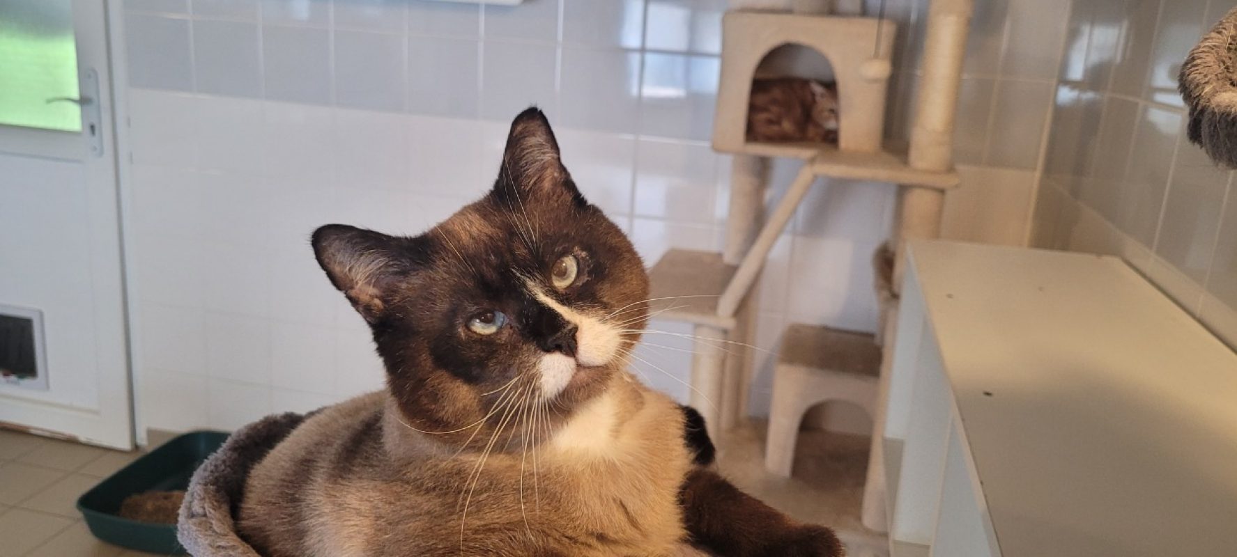 Rufio - Chat Siamois à adopter - photo 2