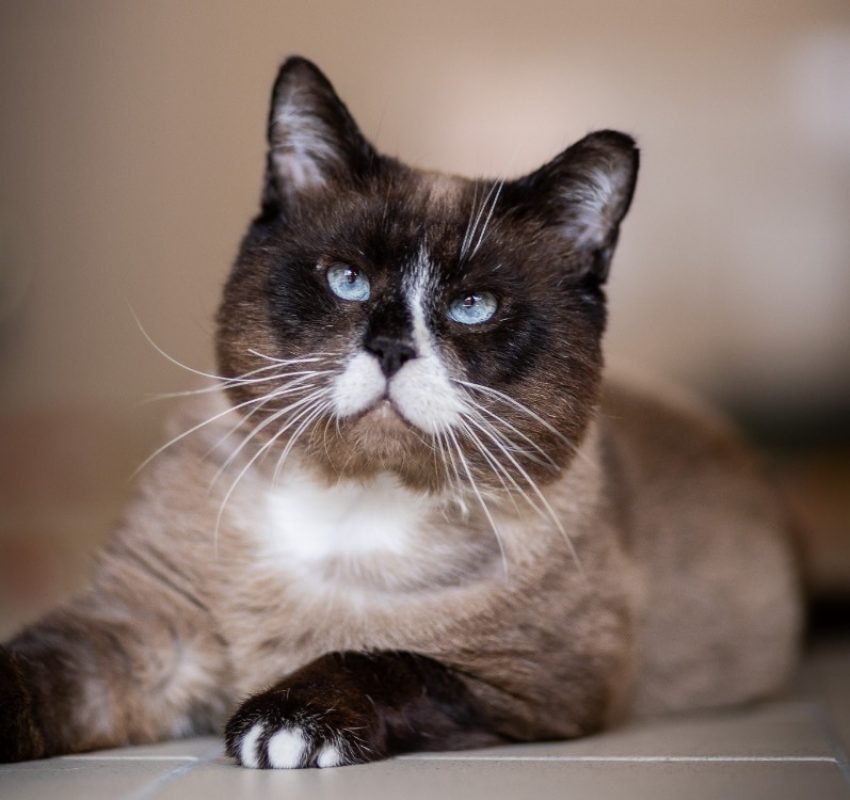 Rufio - Chat Siamois à adopter