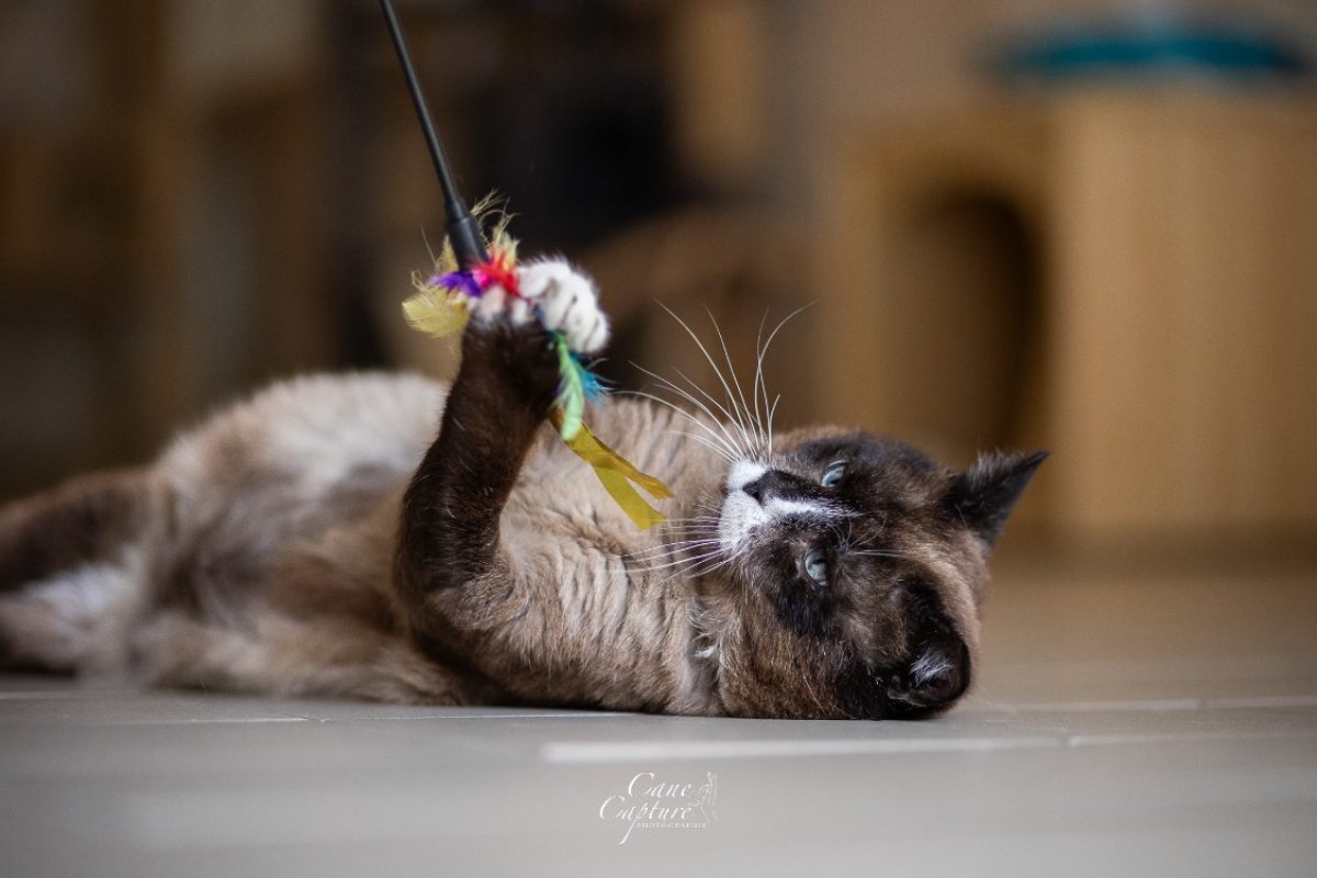 Rufio - Chat Siamois à adopter - photo 4