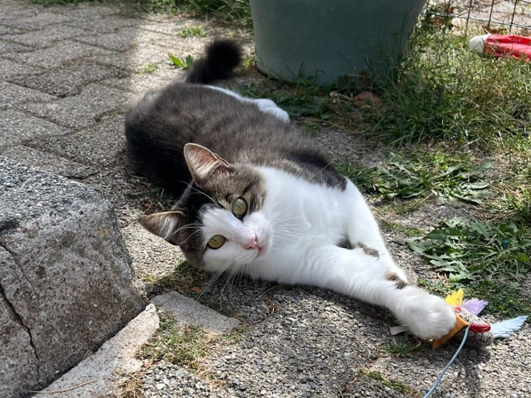 Haroubi - Chat Européen à adopter