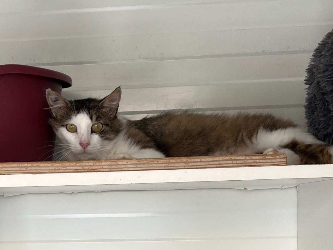 Haroubi - Chat Européen à adopter - photo 2