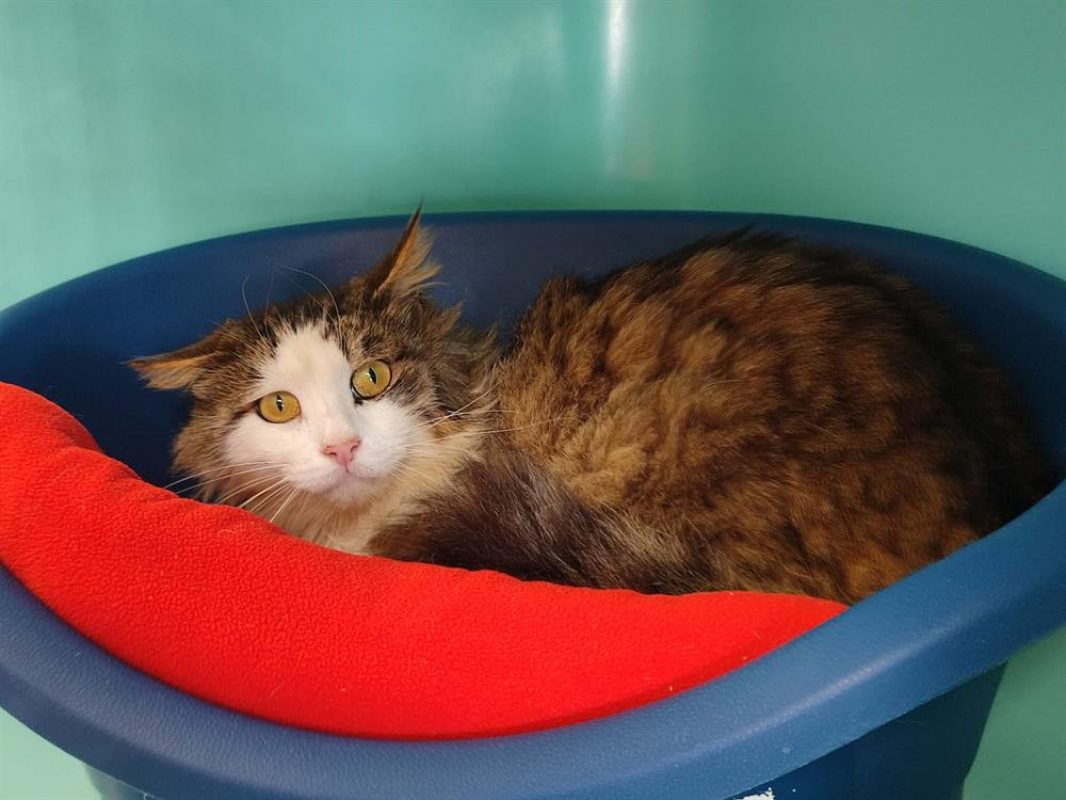 Haroubi - Chat Européen à adopter - photo 3