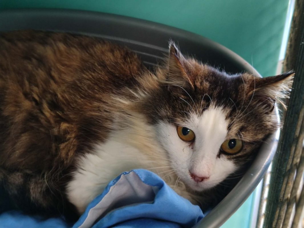 Haroubi - Chat Européen à adopter - photo 4