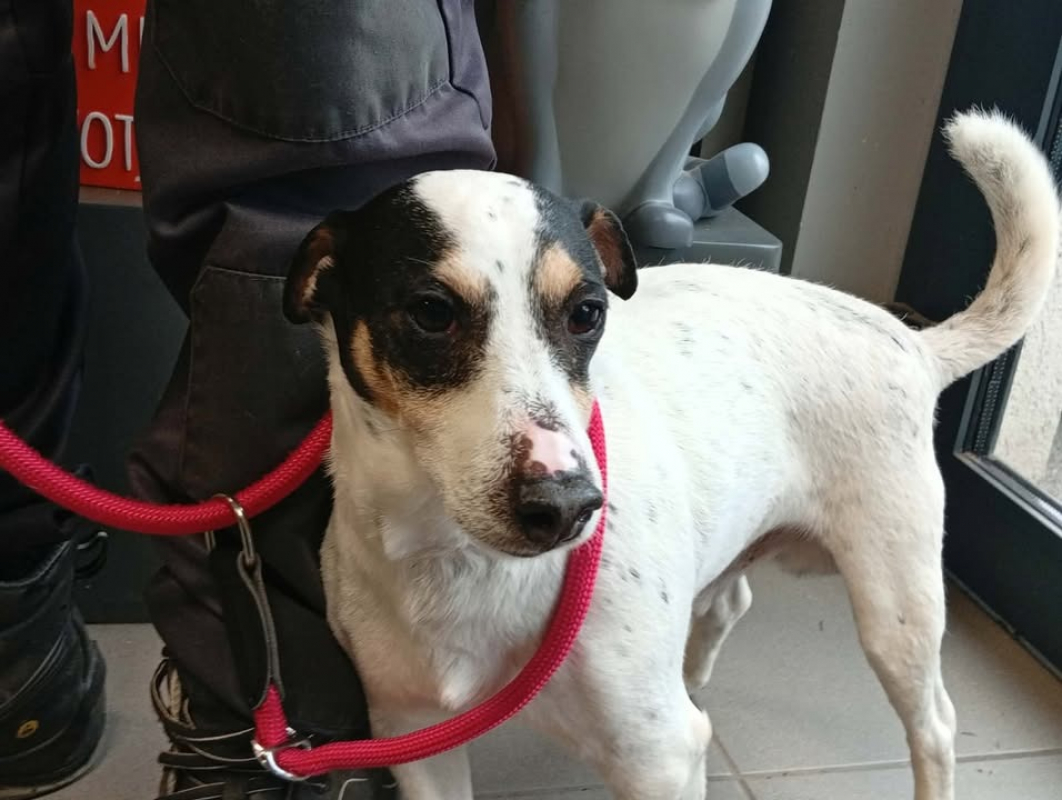 Photo #2 de Milo