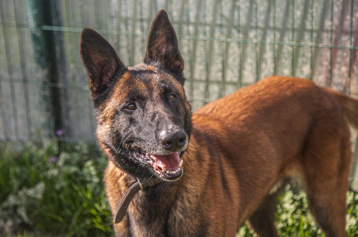Rocky - Chien Berger Belge Malinois à adopter