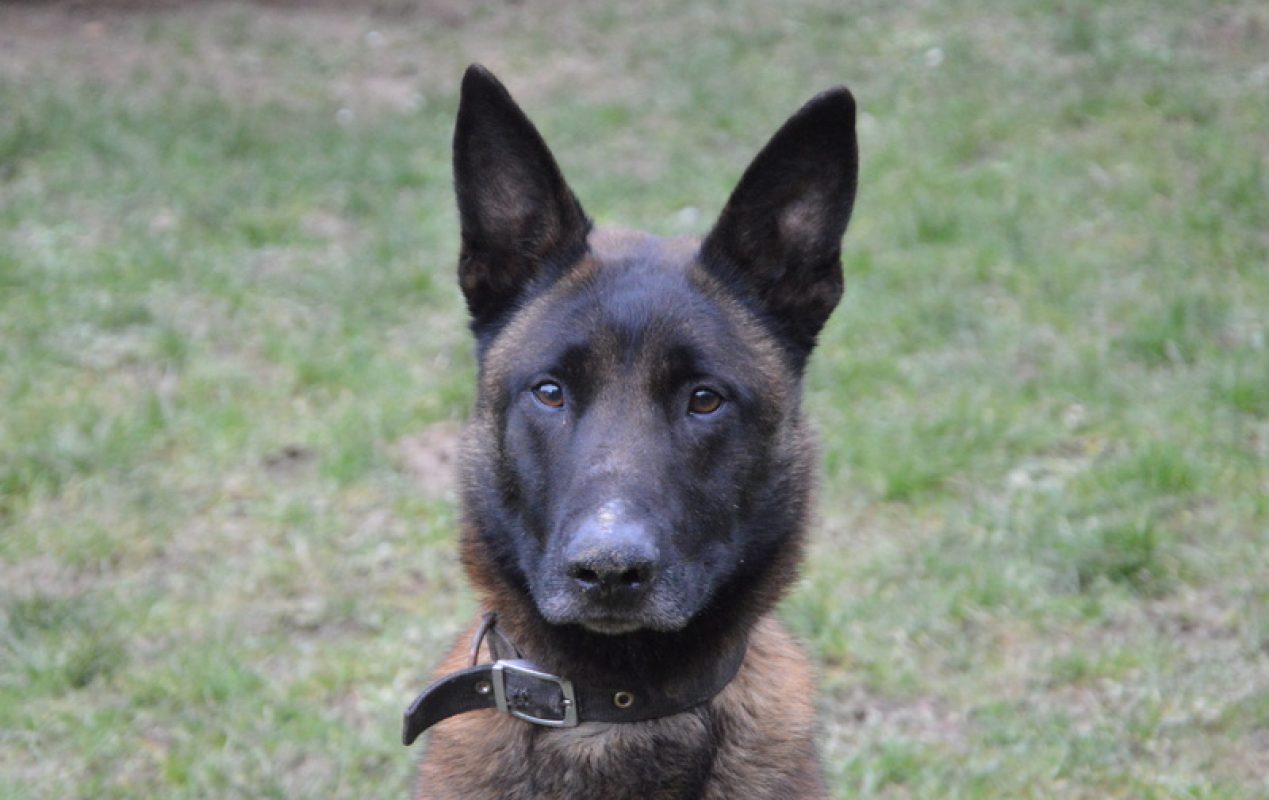 Rocky - Chien Berger Belge Malinois à adopter - photo 3