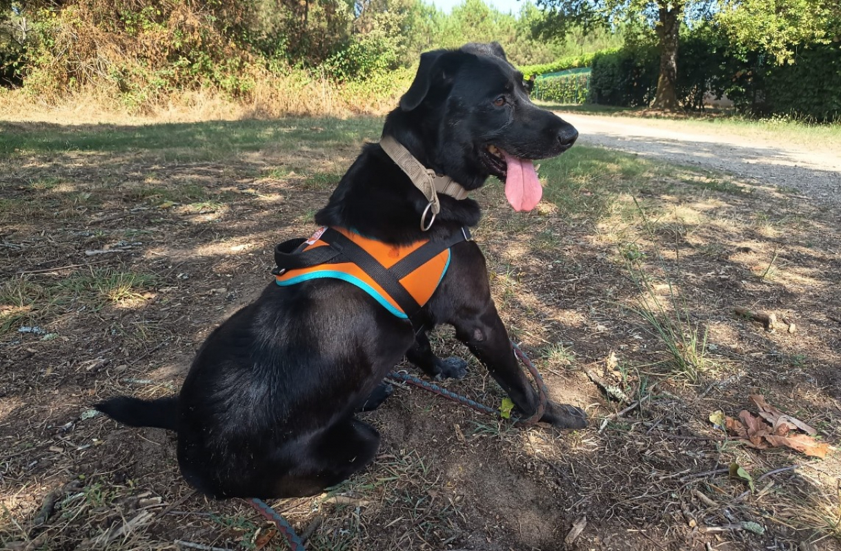 Photo #1 de Baltazar