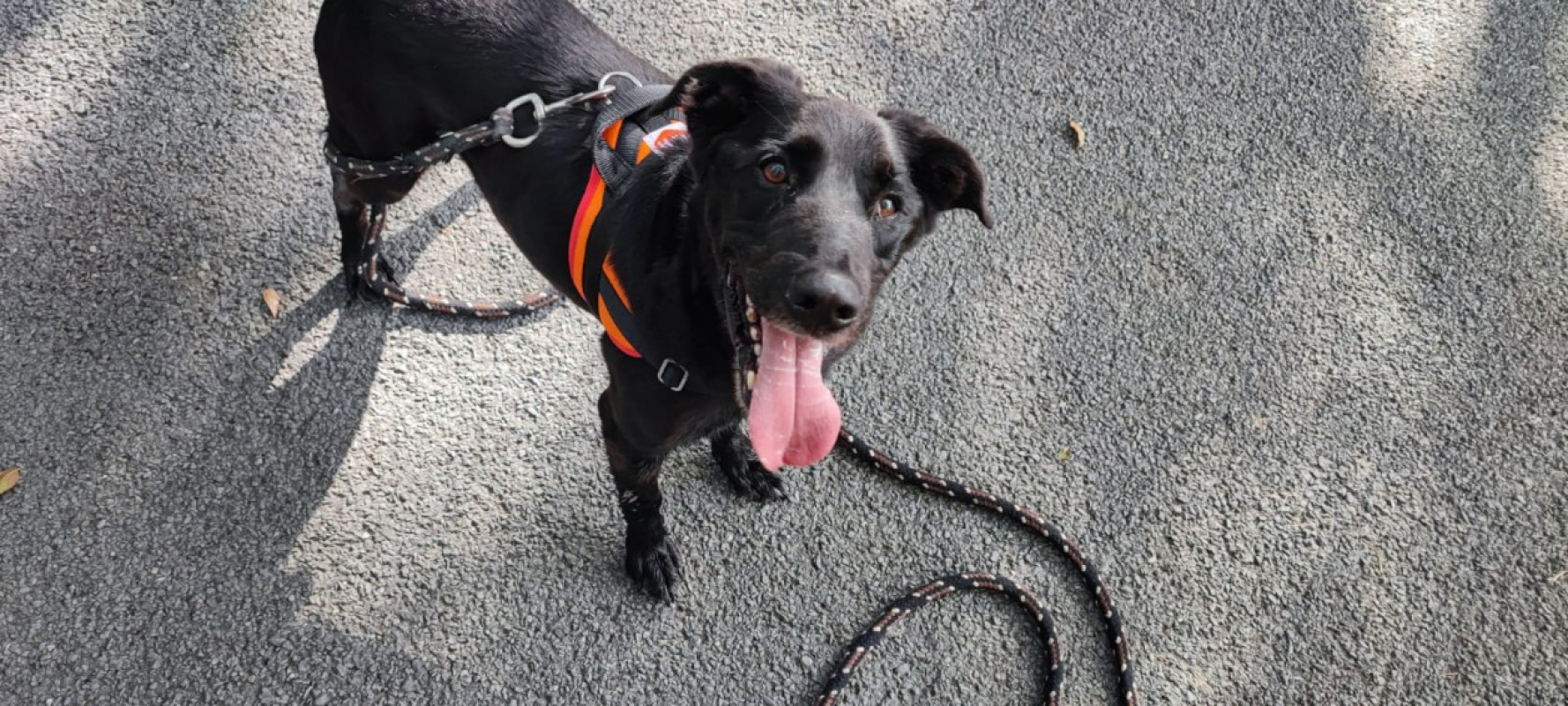 Photo #1 de Baltazar