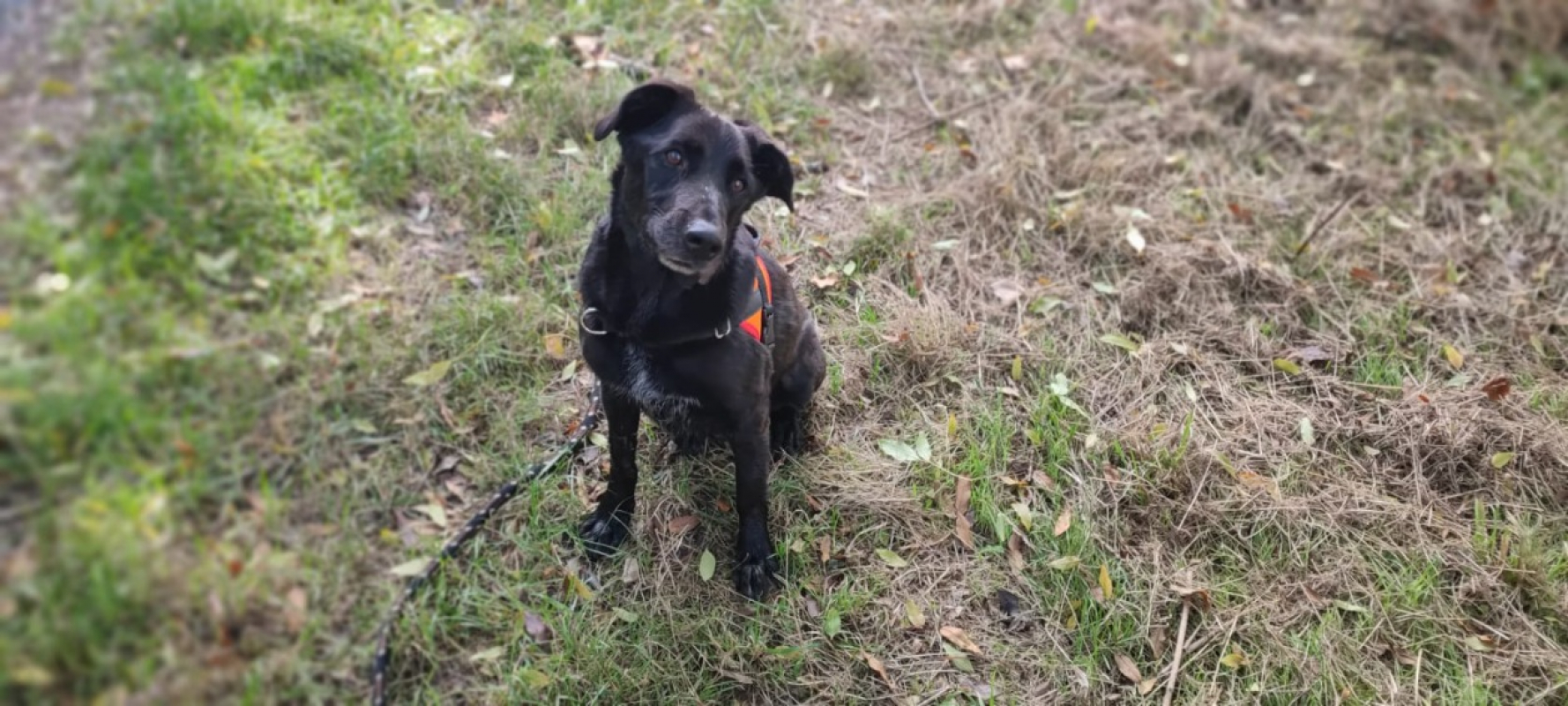 Photo #3 de Baltazar