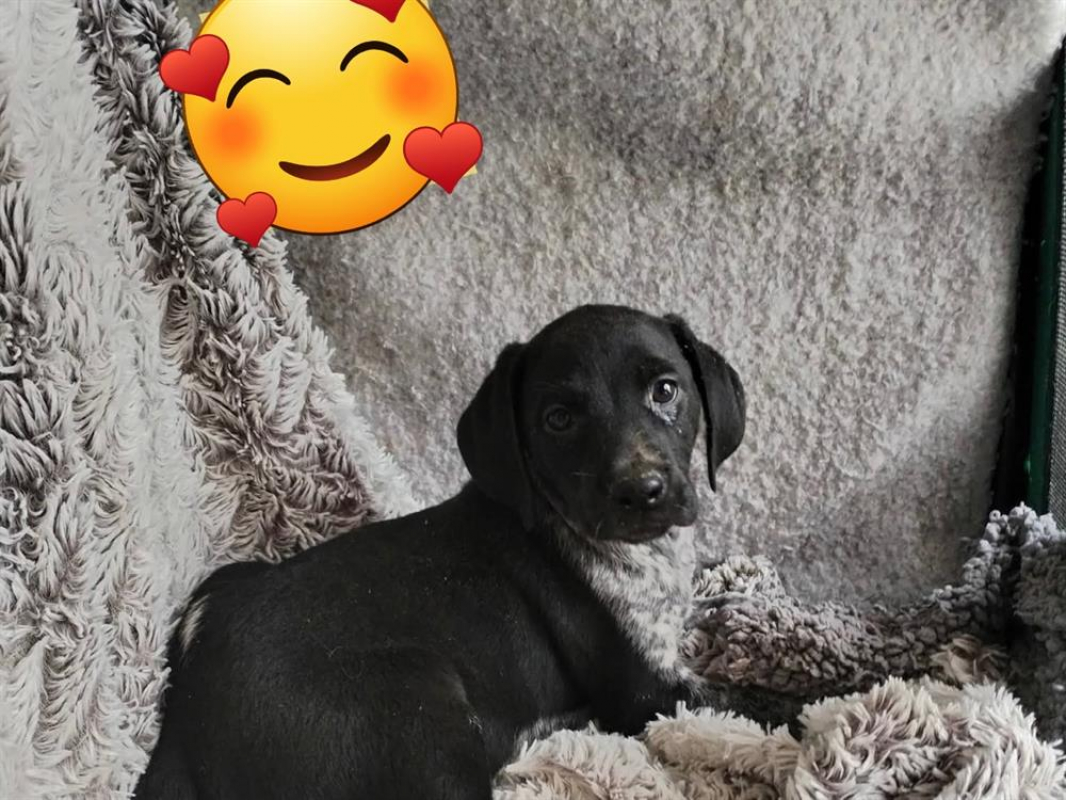 Photo de Lassie