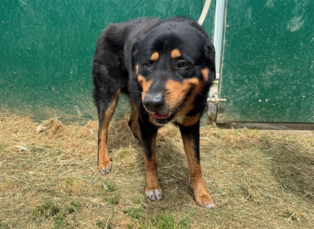 Rocky - Chien à adopter